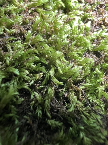 Rhynchostegium murale, 2026-07-24