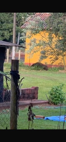Giant Anteater