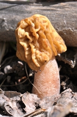 Verpa bohemica