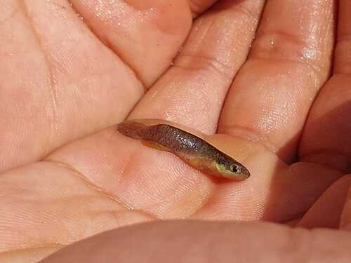Santos killi (Atlantirivulus santensis) — Rivulidae — 2