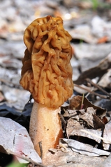 Verpa bohemica