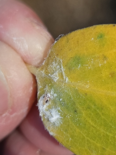 iNaturalist observation photo of True Bugs, Hoppers, Aphids, and allies