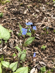 Brunnera