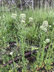 Lepidium campestre
