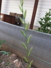 Lolium multiflorum