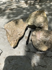 Haemopidae