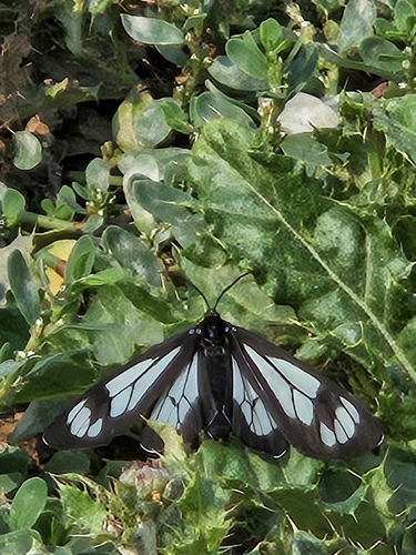 Police Car Moth