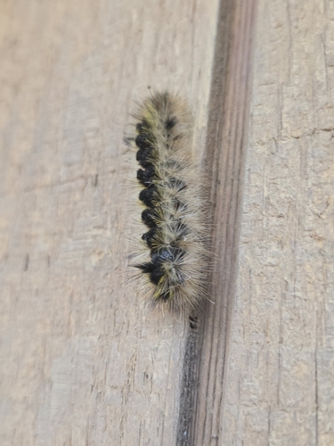 iNaturalist observation photo of Owlet Moths and Allies