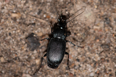 Licinus