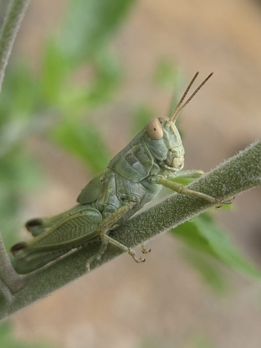 iNaturalist observation photo of Short-horned Grasshoppers