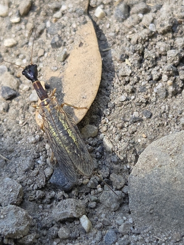 iNaturalist observation photo of Common Snakeflies