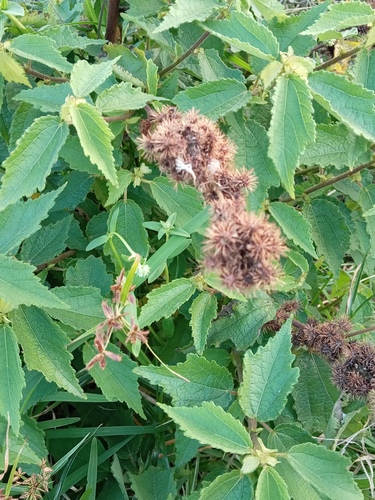 Triumfetta pilosa observed 2026-07-24