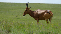 Alcelaphus buselaphus