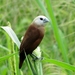 White-headed Munia - Photo (c) oldman19510, some rights reserved (CC BY-NC), uploaded by oldman19510