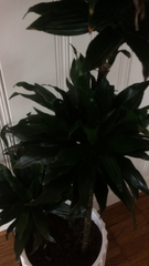 Dracaena fragrans compacta