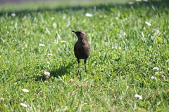 Euphagus