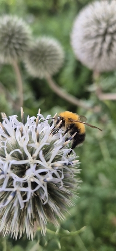 Tree Bumble Bee