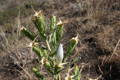 Mentzelia decapetala, photograph (c) Anders Hastings, some rights reserved (CC BY)