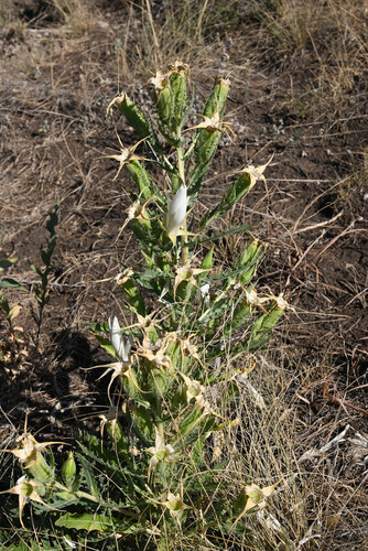 Mentzelia decapetala, photograph 4