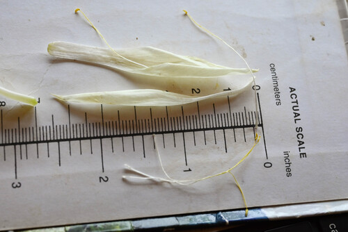 Mentzelia decapetala, photograph 5