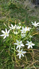 Ornithogalum umbellatum