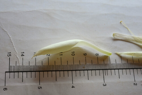 Mentzelia decapetala, photograph 6