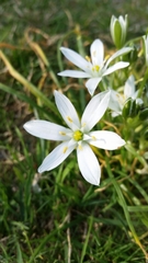 Ornithogalum umbellatum