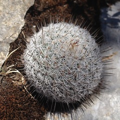 Mammillaria haageana haageana
