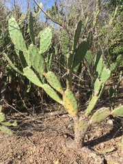 Opuntia