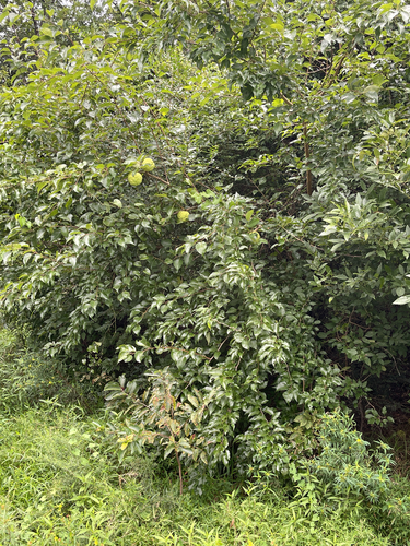 Osage-orange
