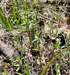 Galium labradoricum