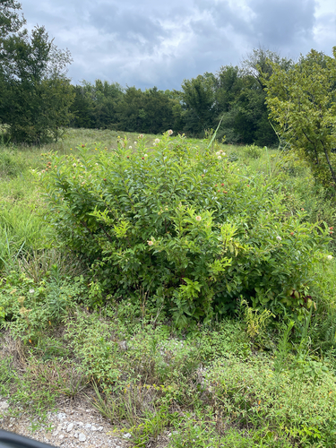 buttonbush