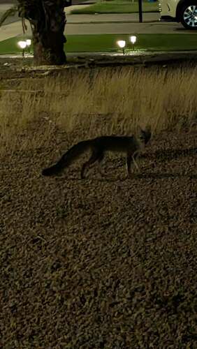 Kit Fox