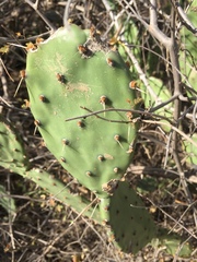 Opuntia