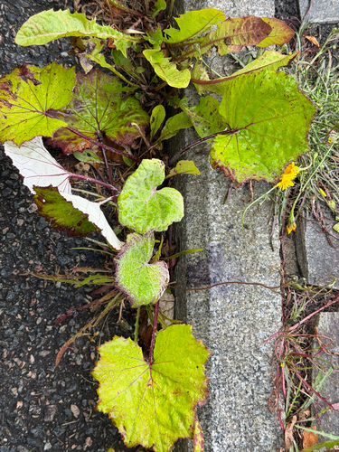 colt's-foot