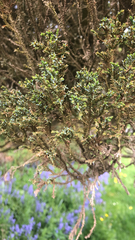 Dacrycarpus dacrydioides