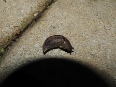 Limax maximus