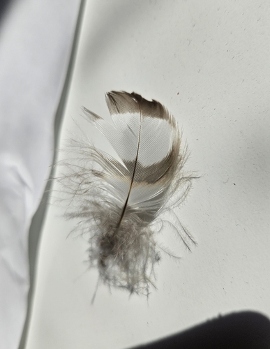 Plume de Épervier d'Europe