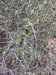 Sarcomphalus obtusifolius