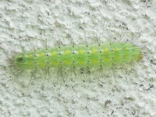 Baltasis pirštasparnis nuotrauka