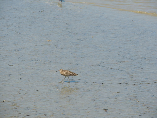 iNaturalist image