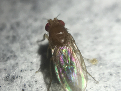 Sophophora