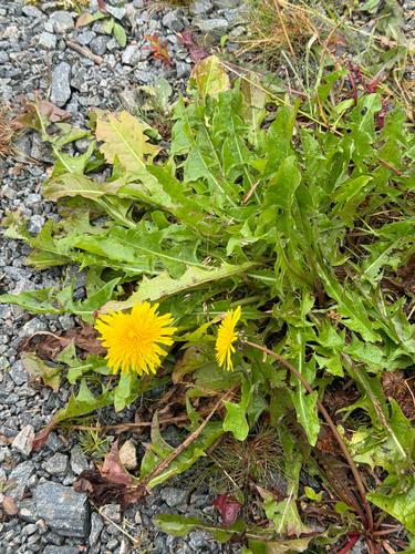 common dandelion
