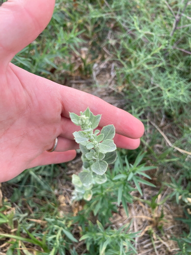Mealy Goosefoot