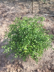 Sarcomphalus amole