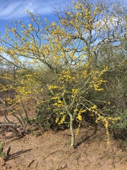 Parkinsonia