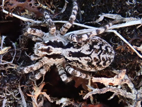 Alopecosa exasperans