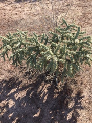 Cylindropuntia fulgida