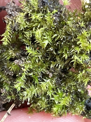 Rhynchostegium serrulatum observed 2026-07-24