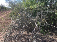Cylindropuntia thurberi